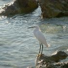 Wasservogel mit schoener Maehne