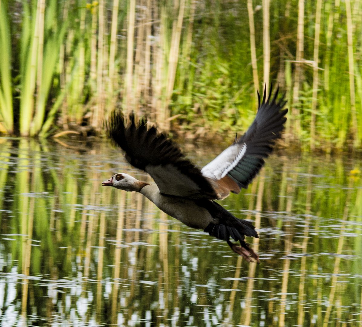 Wasservogel ready to take of