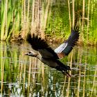 Wasservogel ready to take of