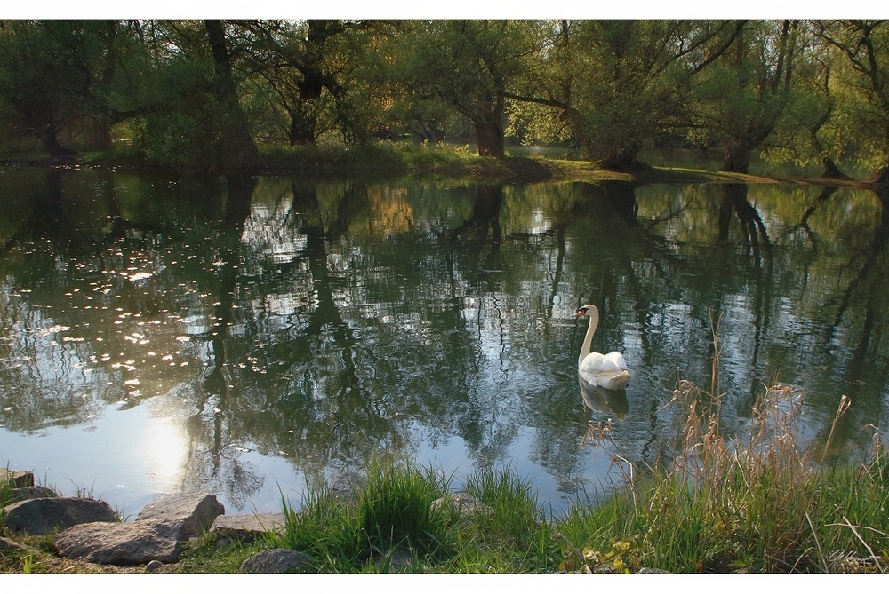 Wasservogelbilder hier: