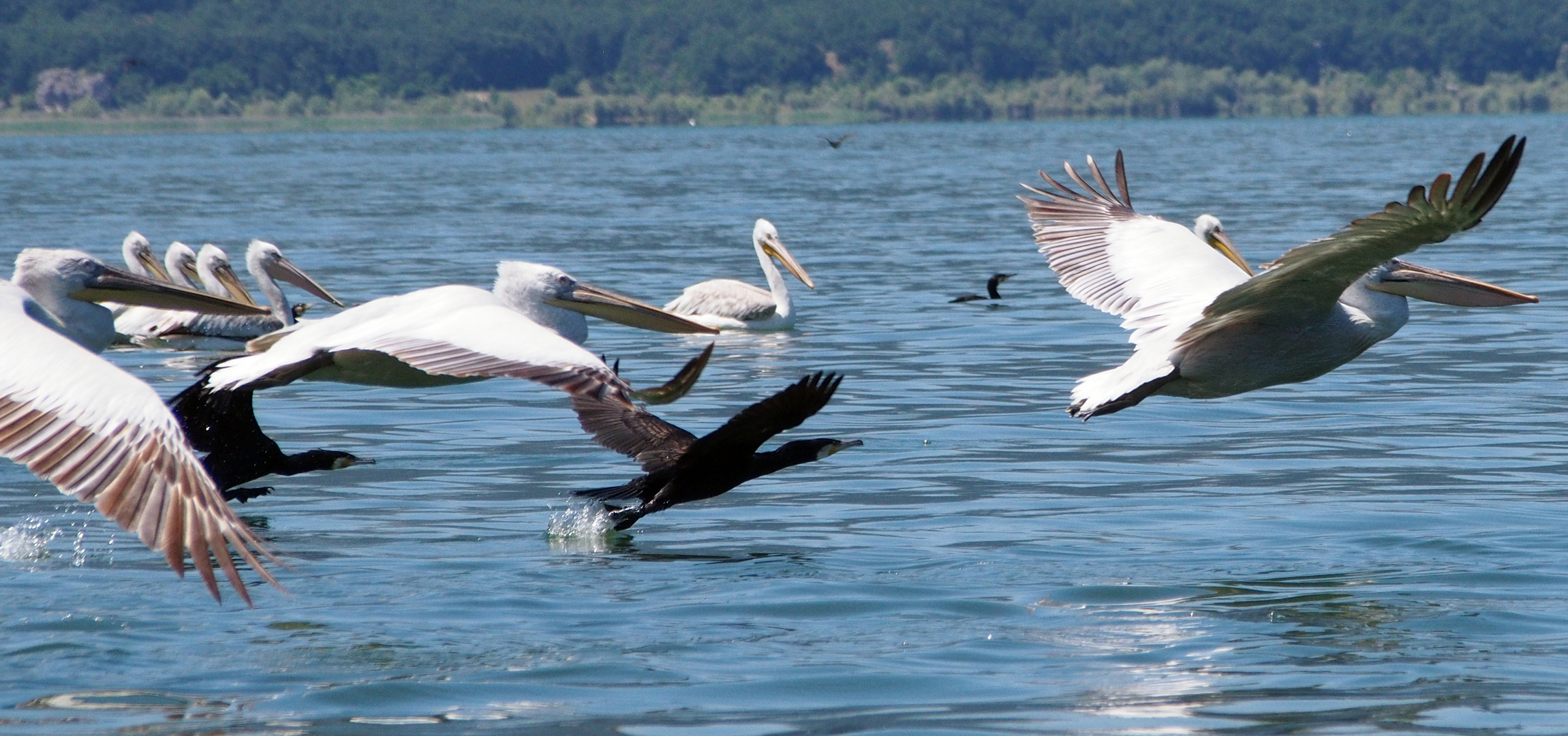 Wasservogelparadies im Süden Mazedoniens