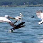 Wasservogelparadies im Süden Mazedoniens