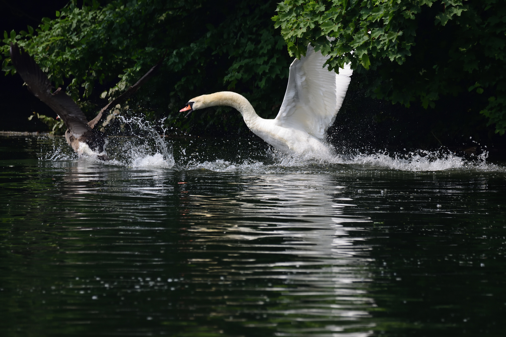 Wasservogelstreit