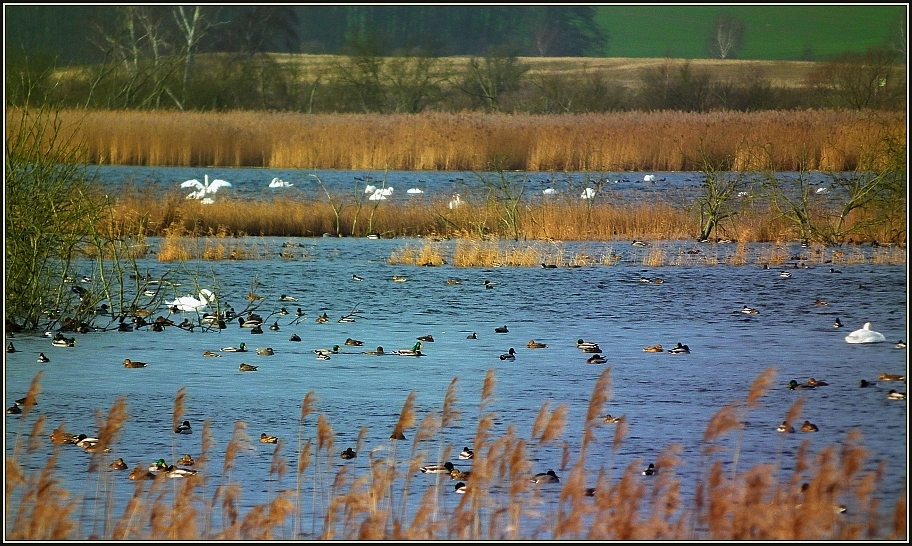 Wasservogeltreff