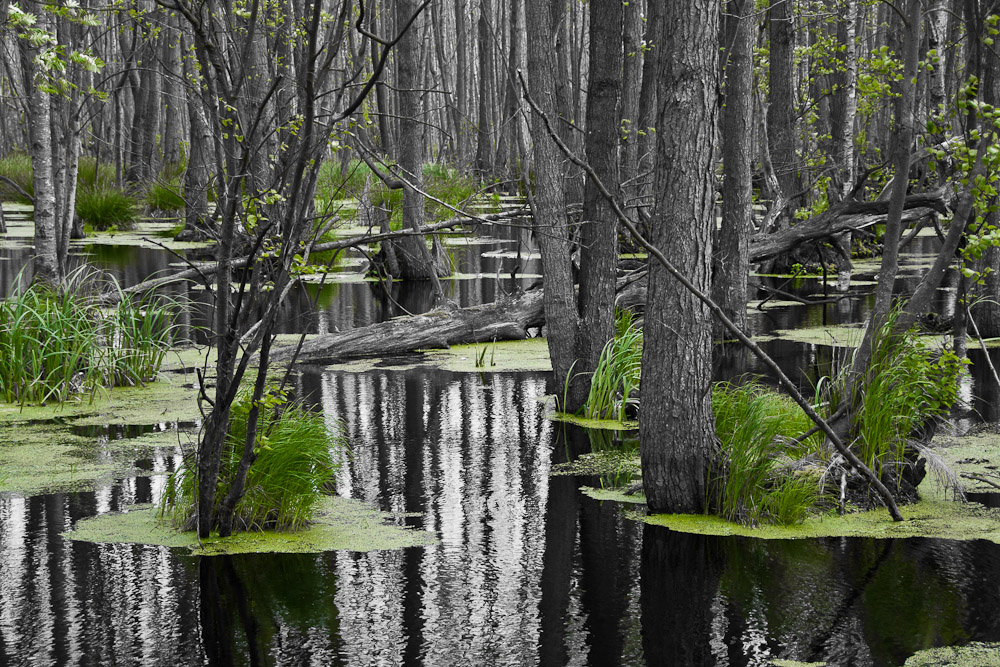 Wasserwald