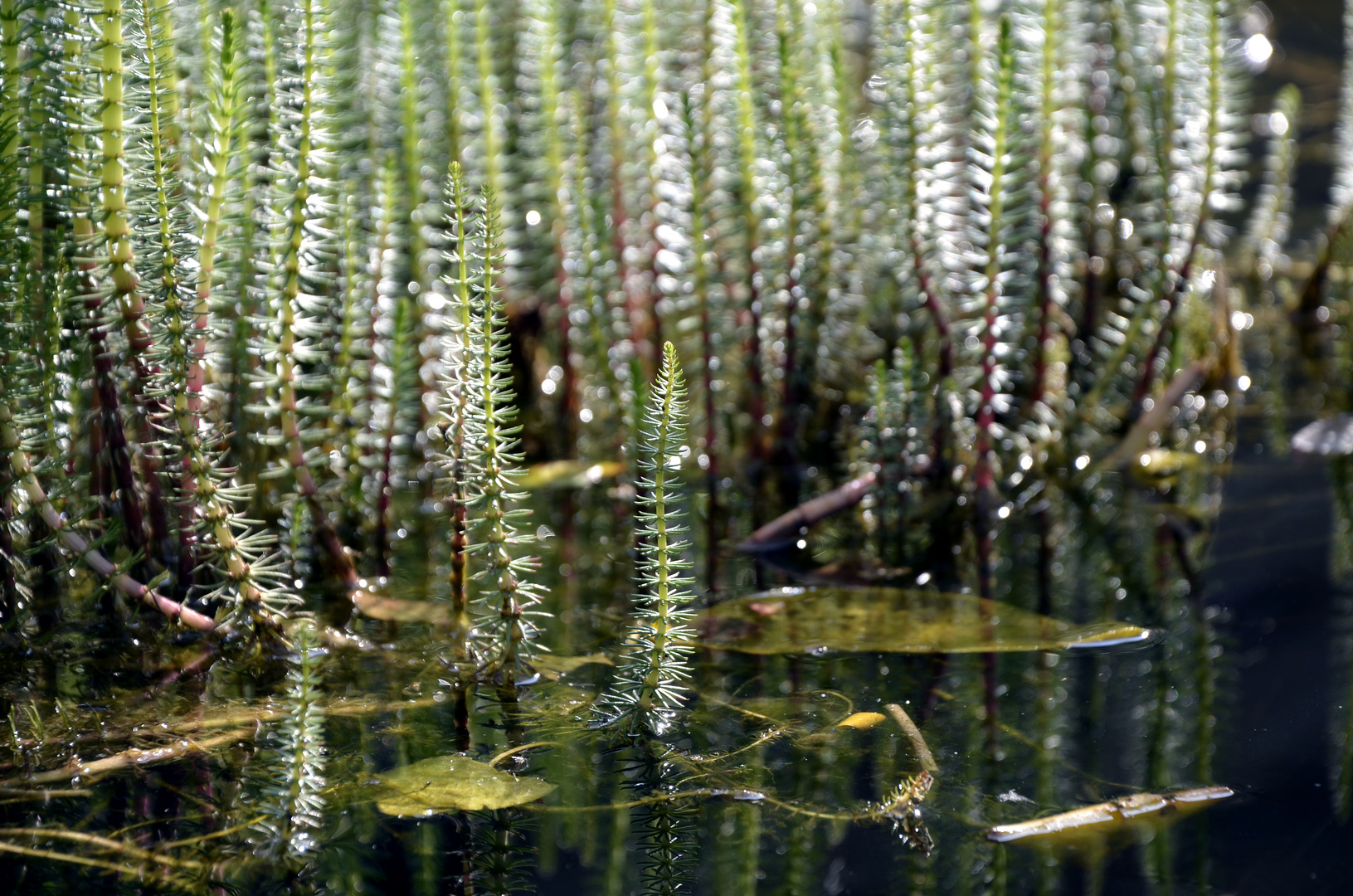 Wasserwald