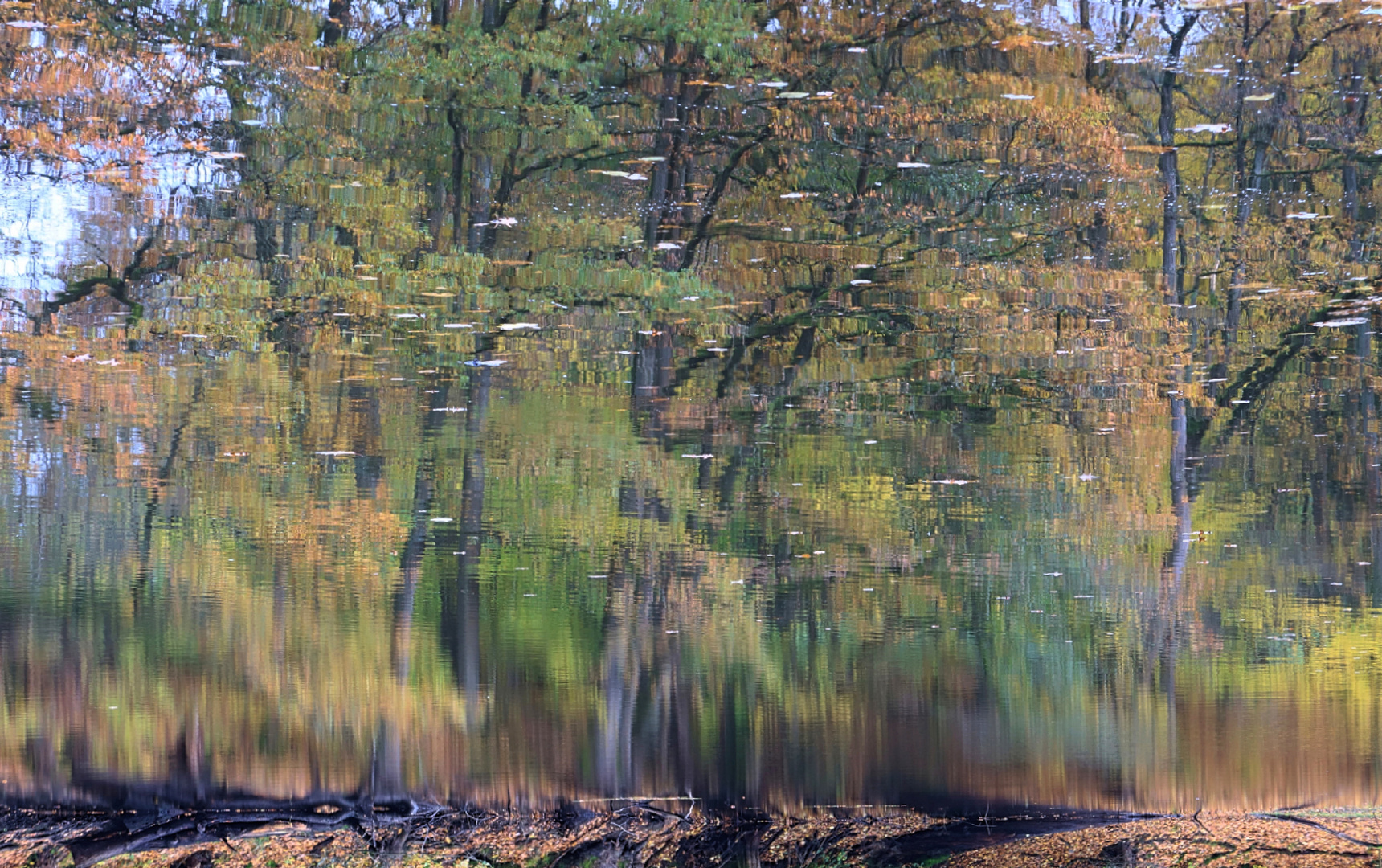 Wasserwald