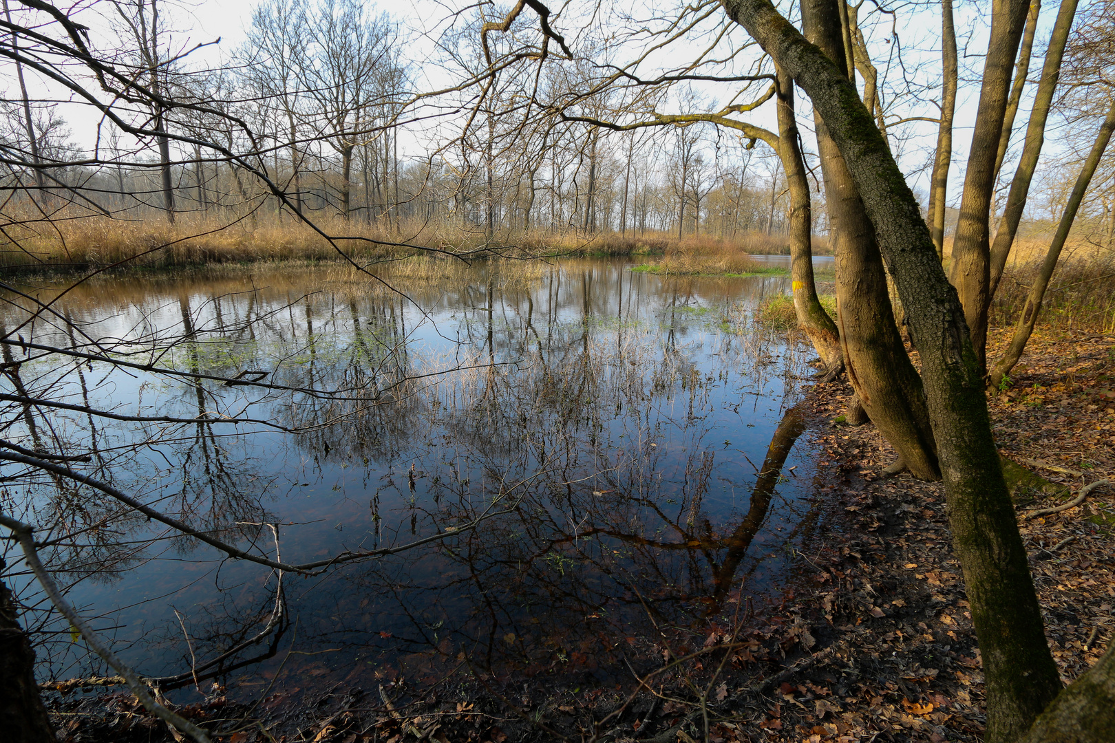 Wasserwald