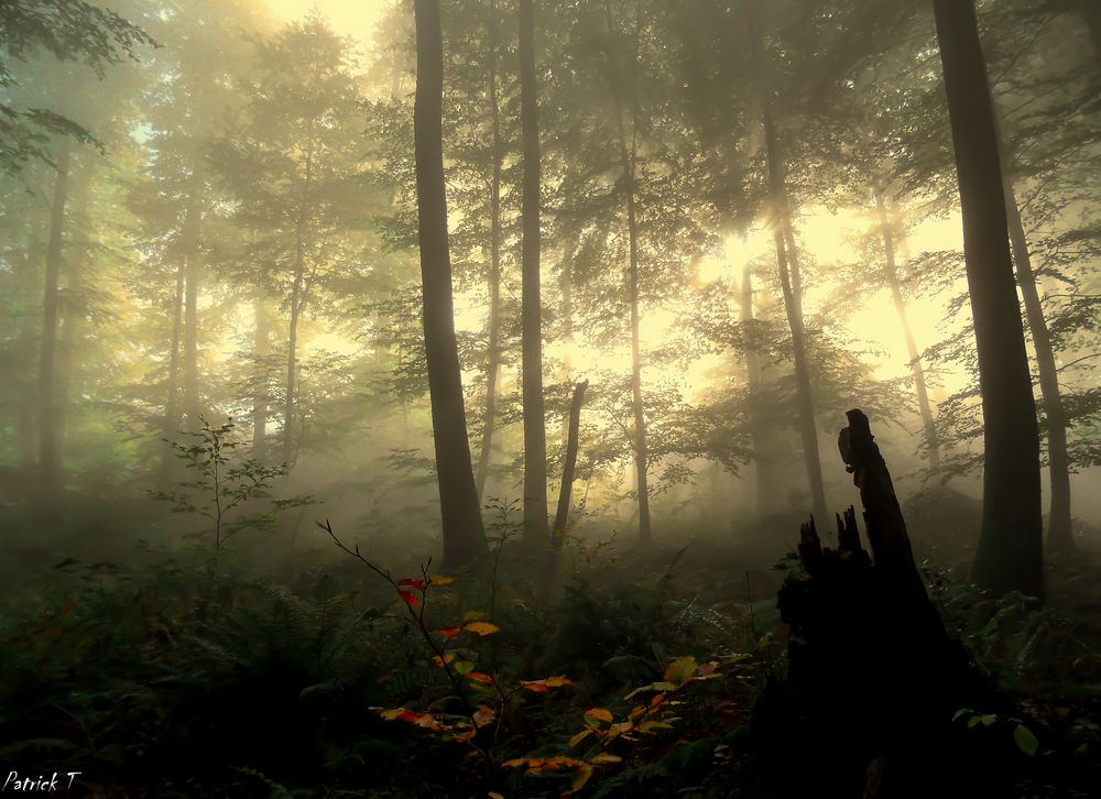 Wasserwald sous la brume