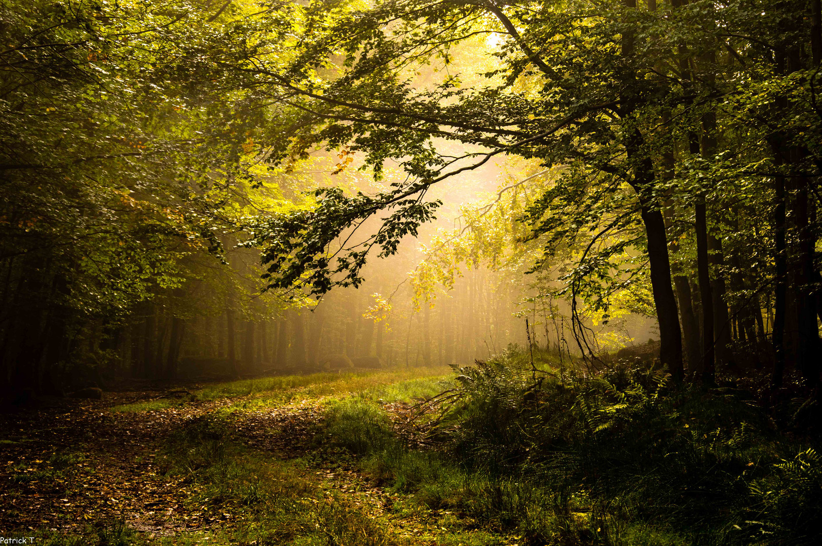 Wasserwald stimmiung