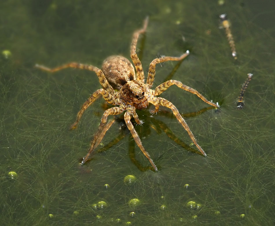 wasserwandelnde Wolfspinne