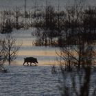 Wasserwandern