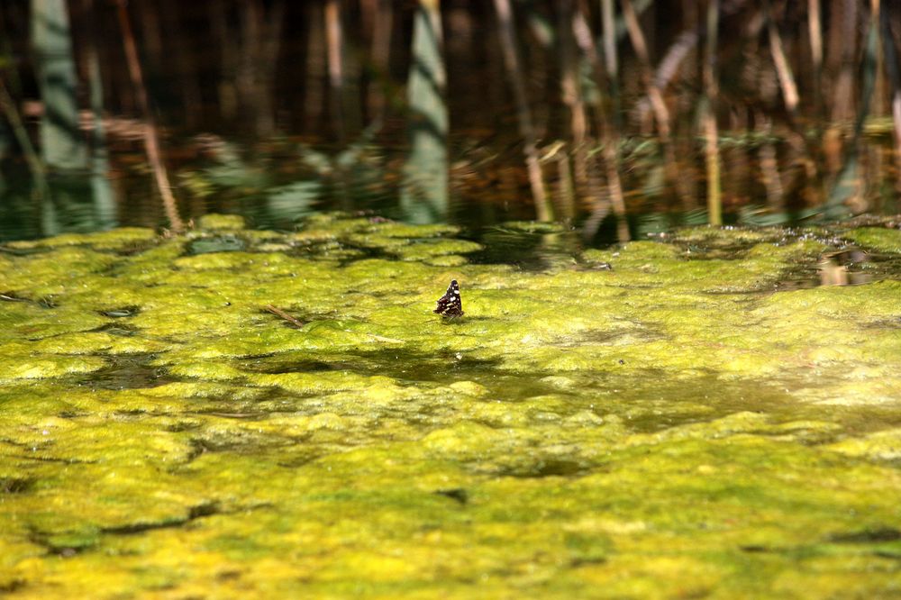 Wasserwanderung des Schmetterlings