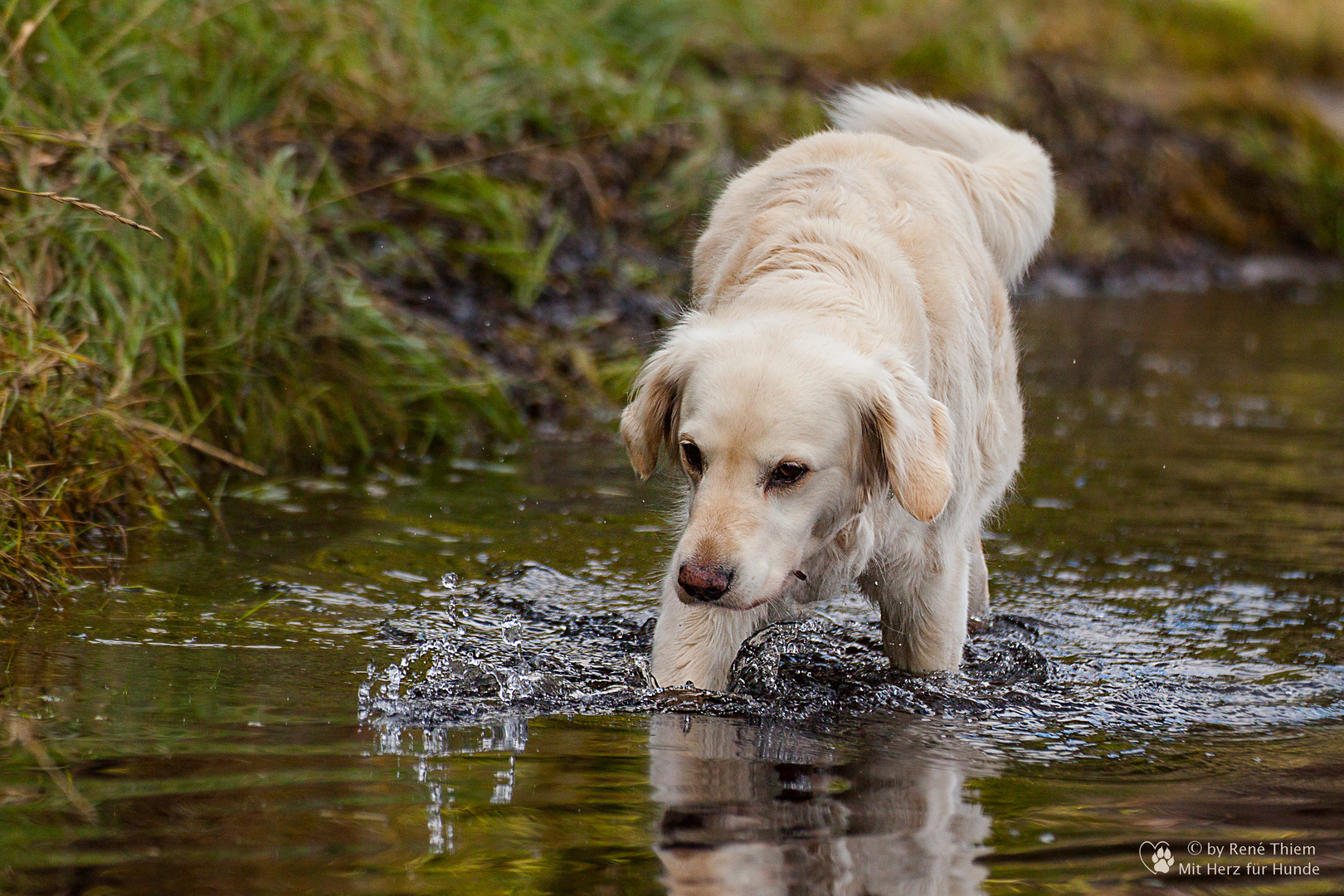 Wasserwanderung eines Golden Retrievers Goldi