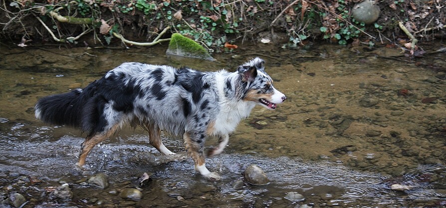 - Wasserweg -