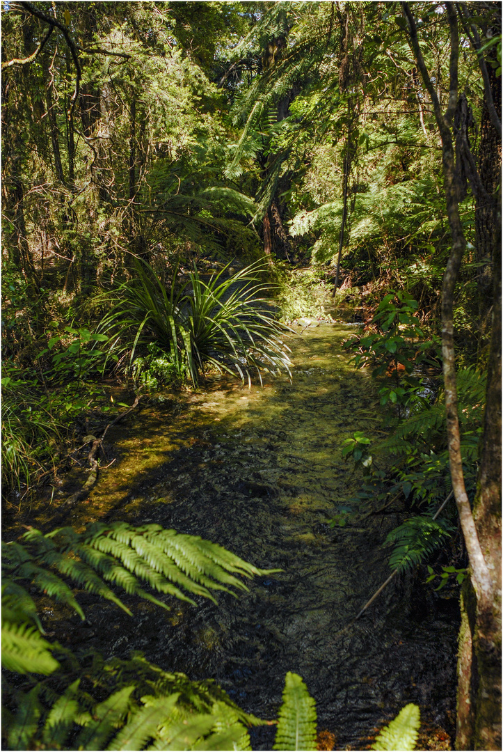 "Wasserwege" - Südinsel Neuseeland, 2007