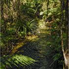 "Wasserwege" - Südinsel Neuseeland, 2007