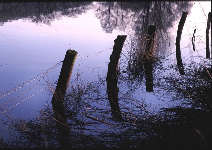 Wasserweide