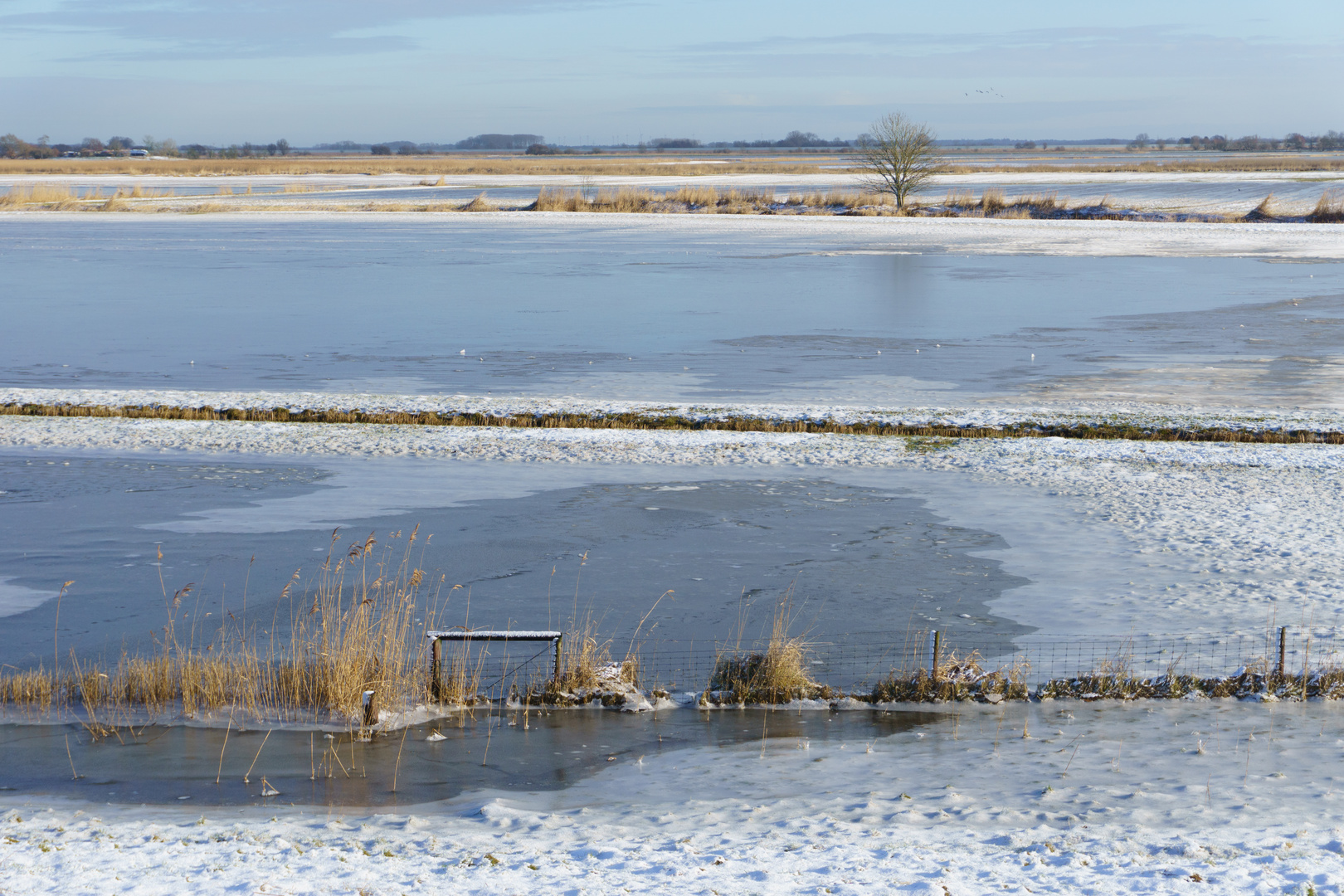 Wasserweide