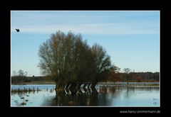 Wasserweiden