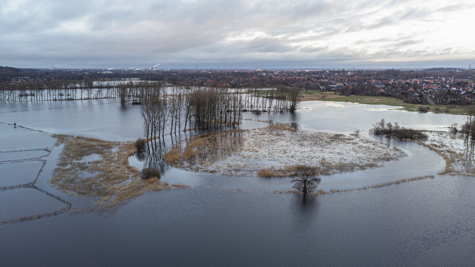 Wasserweiden