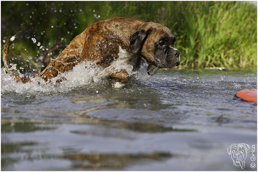 wasserweitsprung