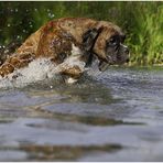 wasserweitsprung