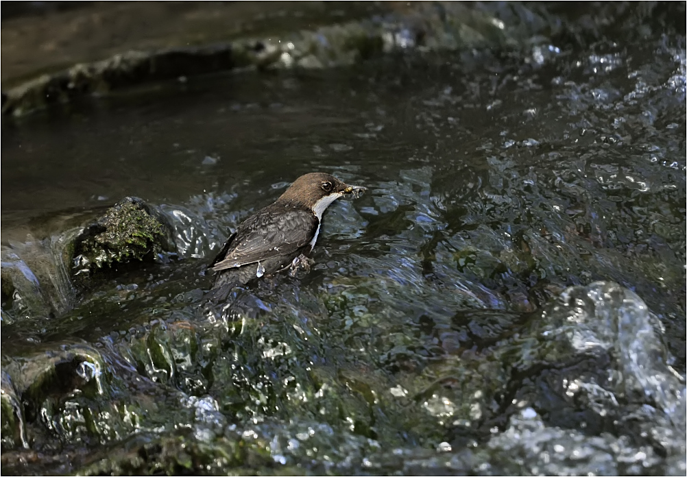 Wasserwelt