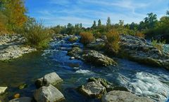 Wasserwelt am Altrhein