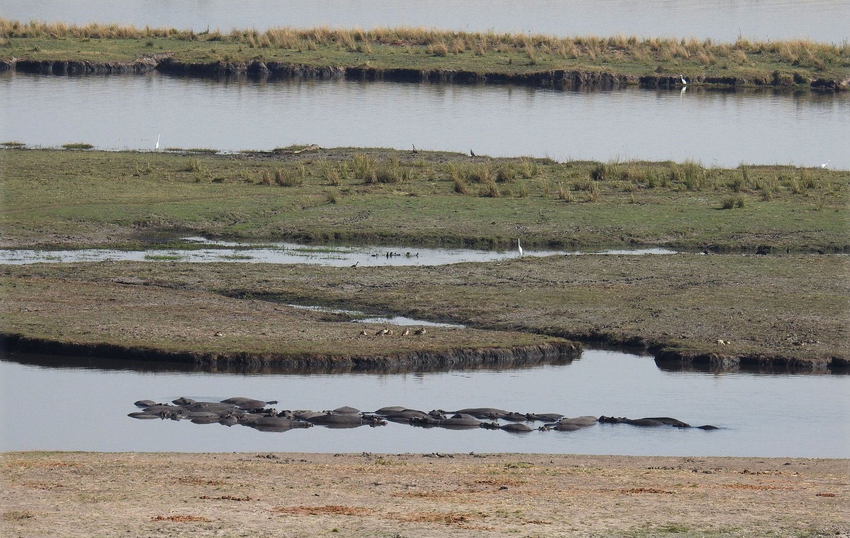 Wasserwelt am Chobe mit Nilpferden