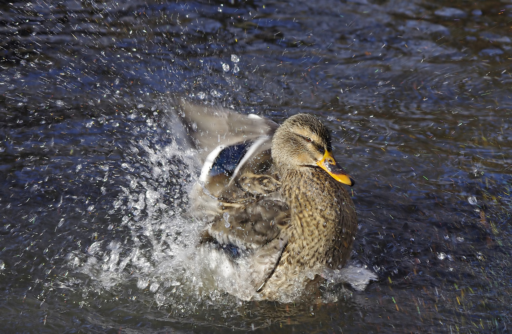 Wasserwerfer  -  eine Stockente