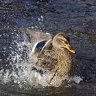 Wasserwerfer  -  eine Stockente