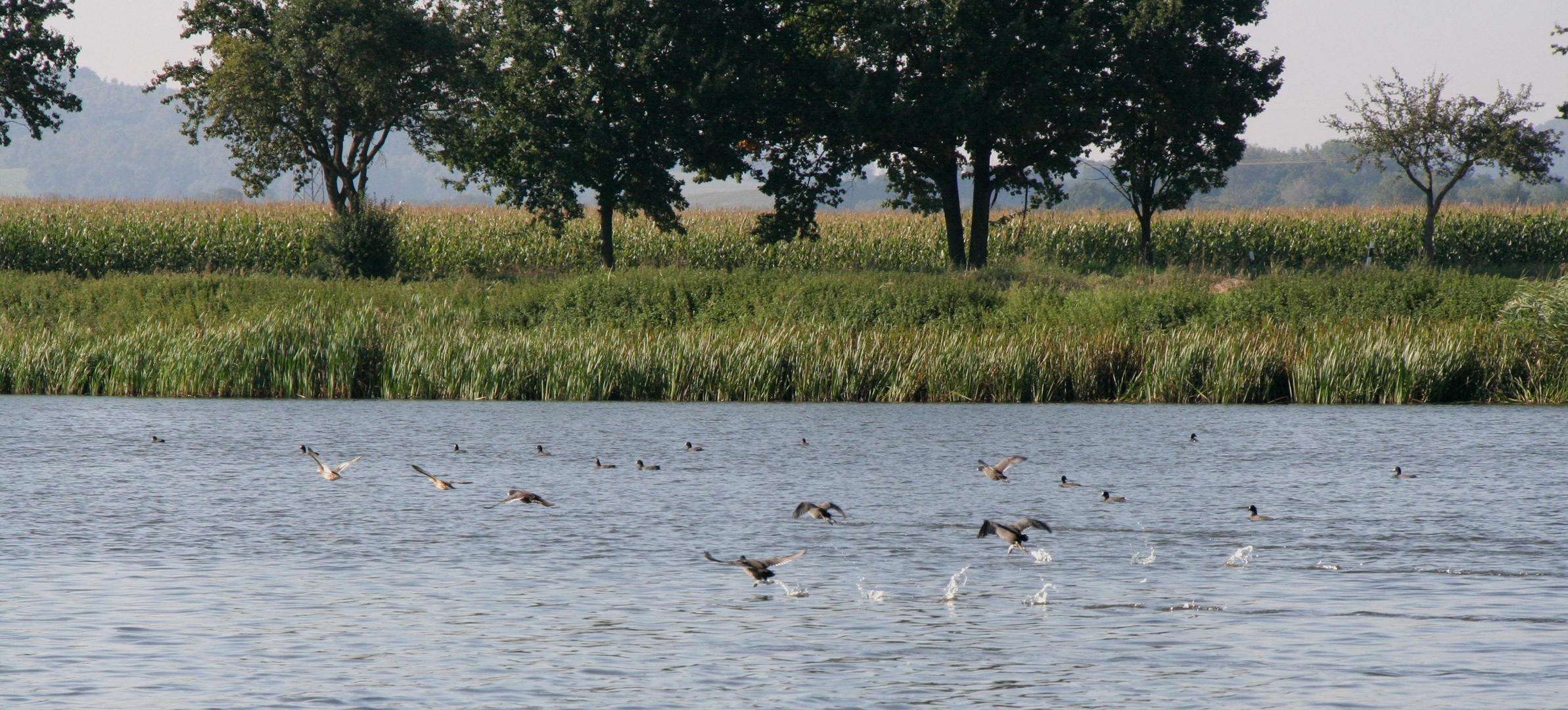 Wasserwettrennen