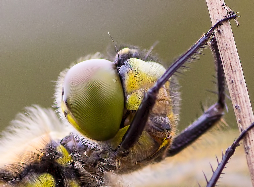 Wassetropfen auf dem Auge ....