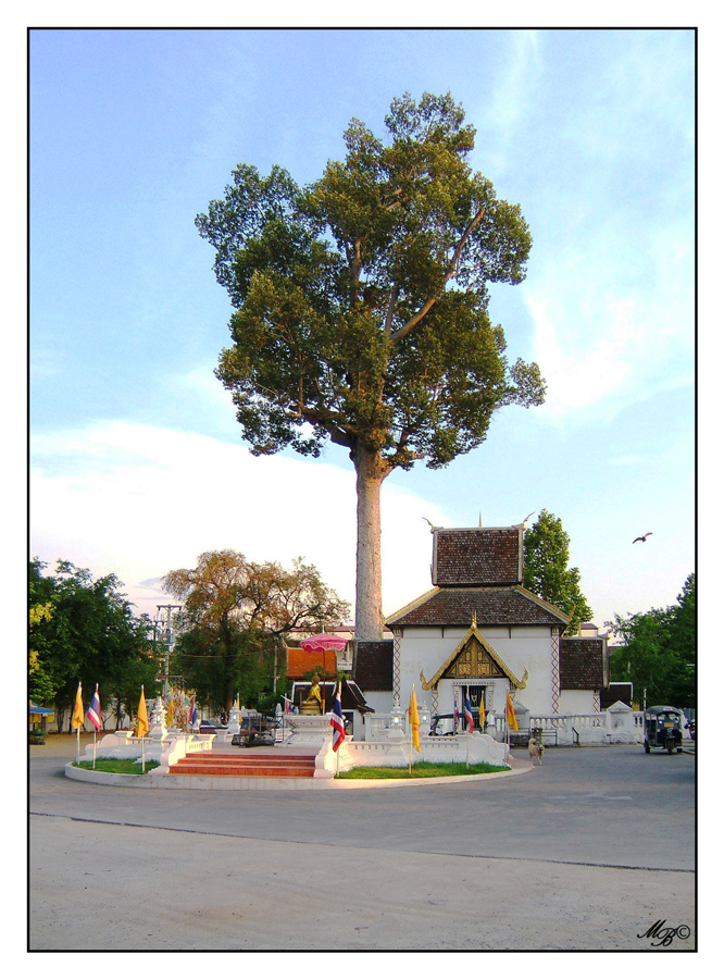 Wat Chediluang Varaviharn temple in Chiang Mai