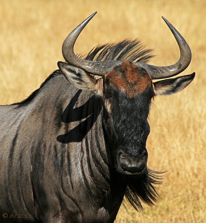 Wat Gnu Foto Bild Tiere Wildlife Saugetiere Bilder Auf Fotocommunity