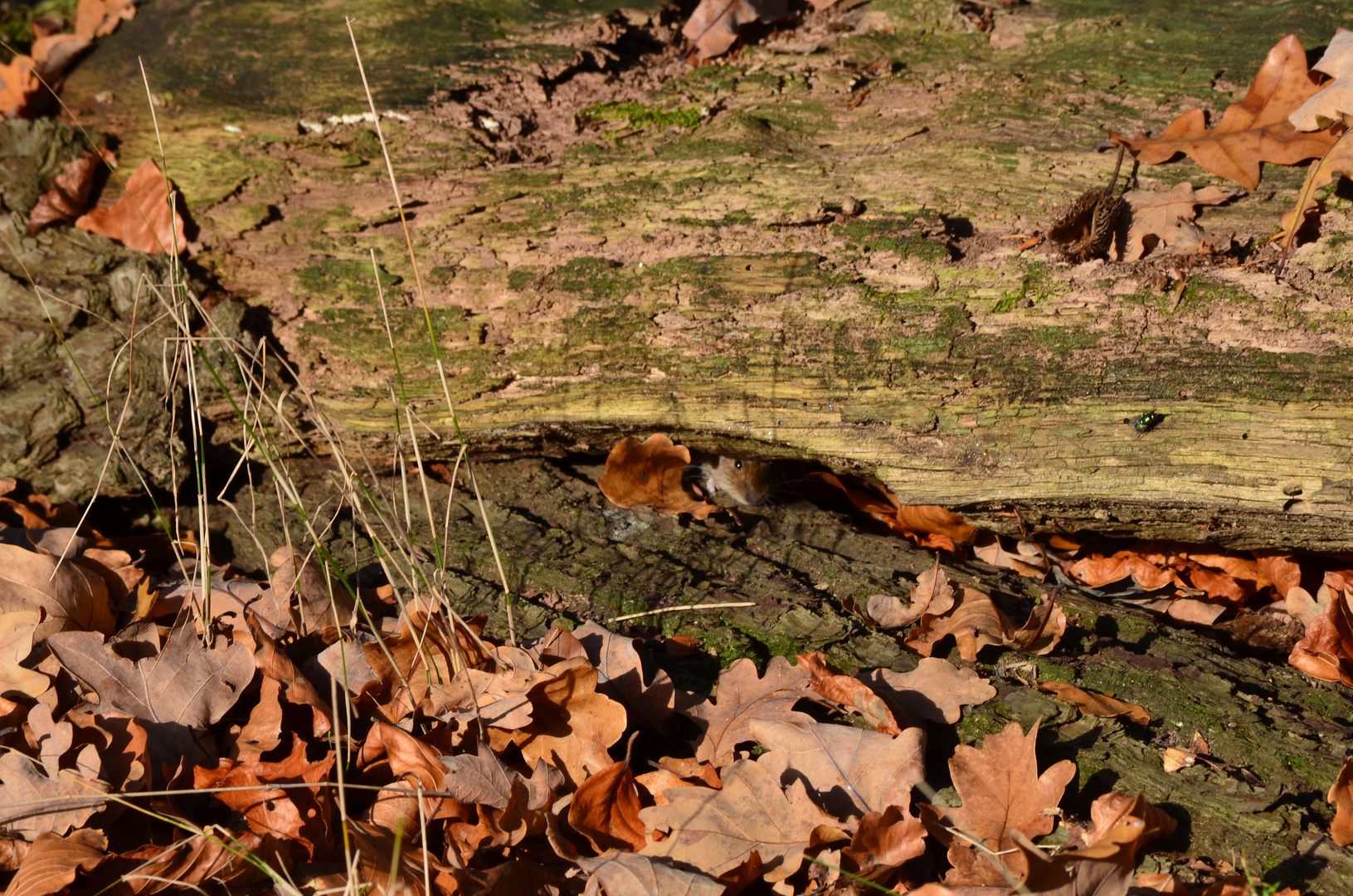 "Wat guckst du" - oder wo ist die Maus ???