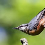 wat guckst du so blöd noch nie jemanden den baum runterlaufen gesehen oder was