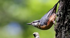 wat guckst du so blöd noch nie jemanden den baum runterlaufen gesehen oder was