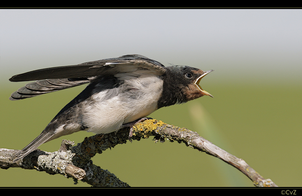 Wat is jetz, Foto & Bild tiere, wildlife, wild lebende vögel Bilder