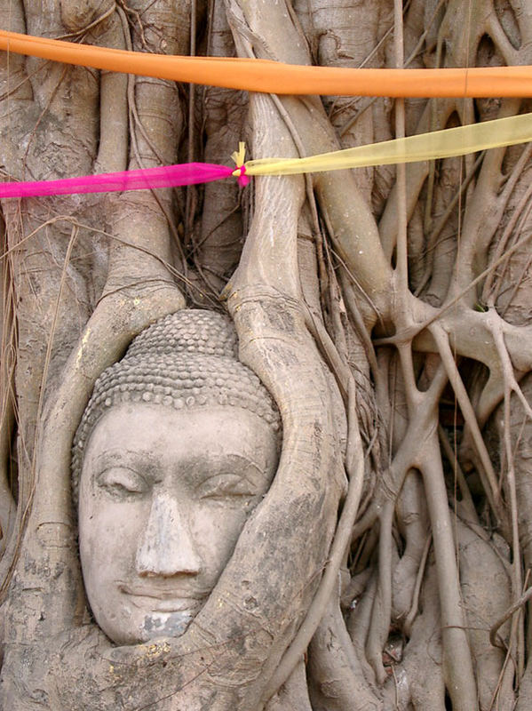 Wat Mahathat, Buddha head, strangeling fig