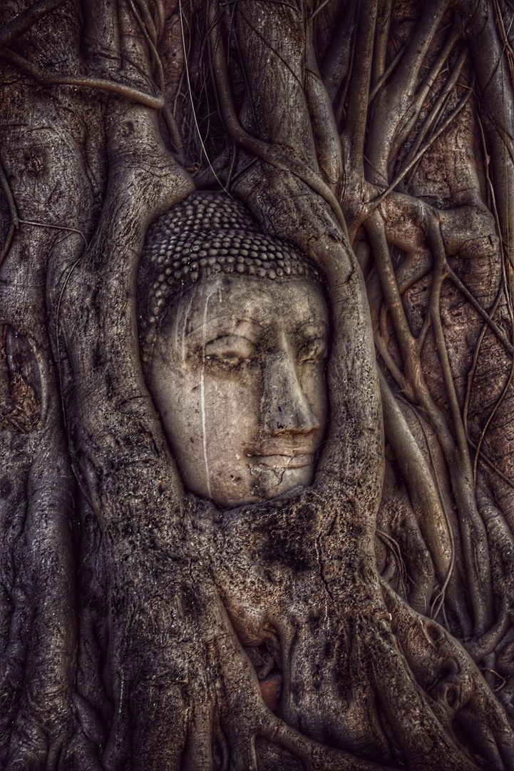 Wat Mahathat's Buddha Head 