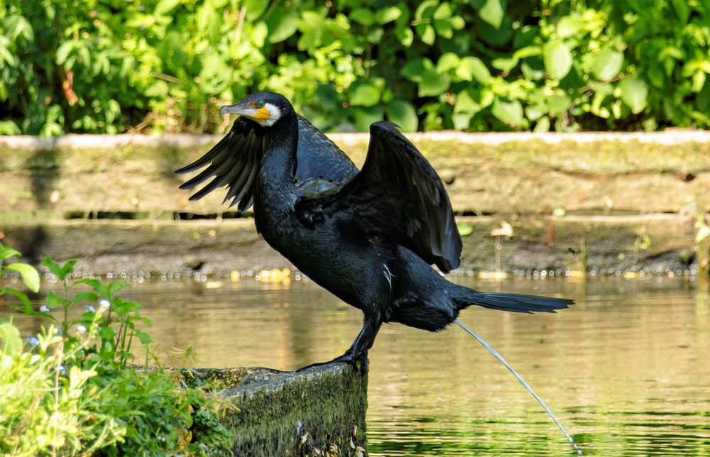 Wat mutt dat mutt... Foto & Bild natur, tiere, wildlife Bilder auf