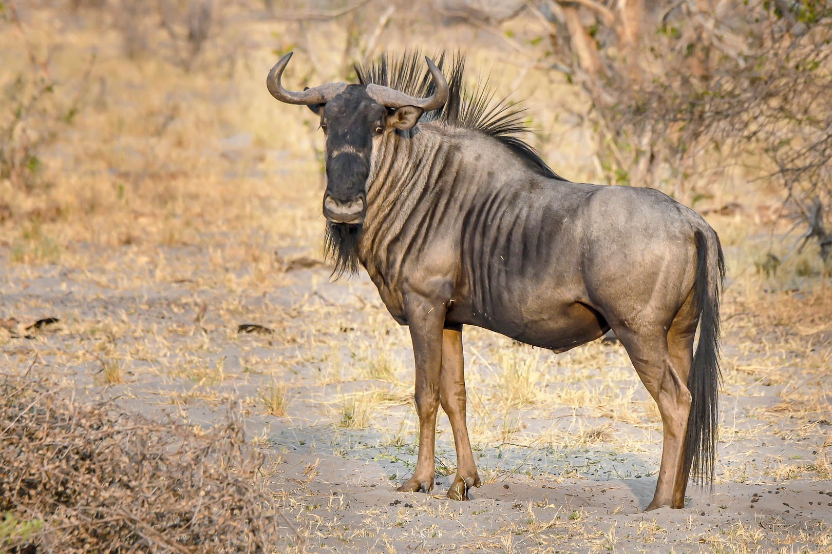 Wat Nu Gnu Foto Bild Africa Southern Africa Tiere Bilder Auf Fotocommunity