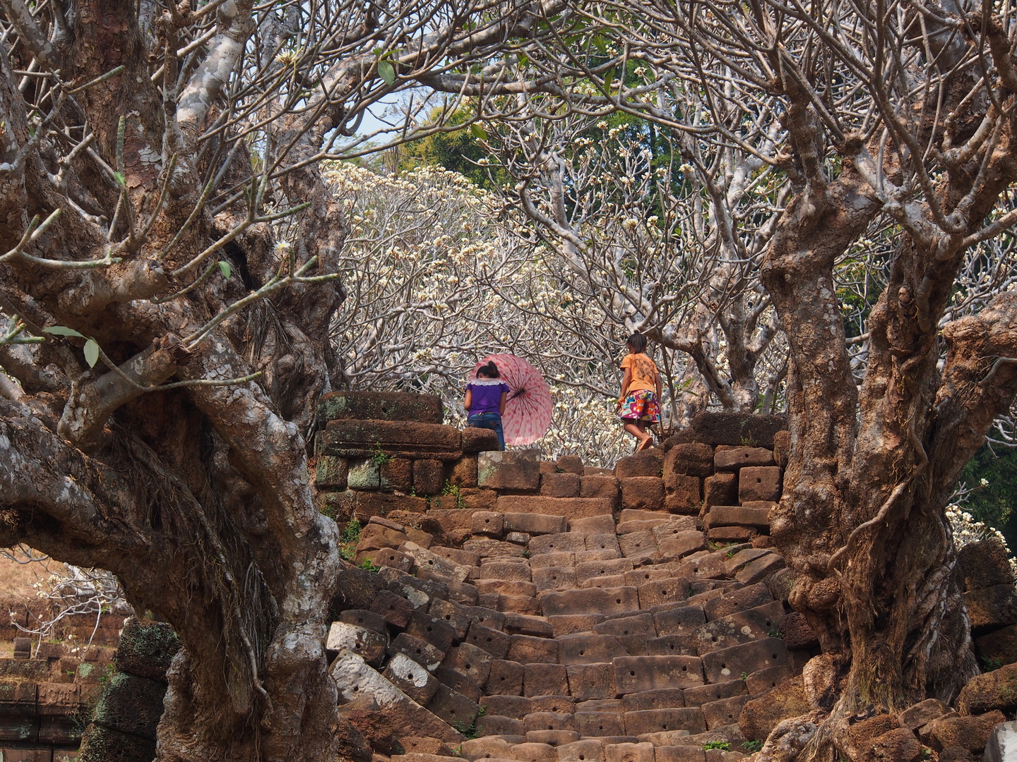 Wat Phou in Blüte