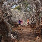 Wat Phou in Blüte