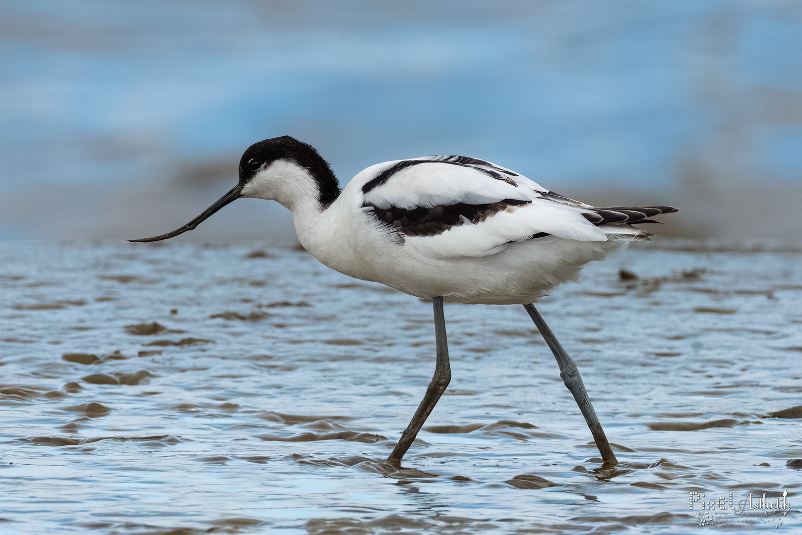 Wat watet der Watvogel denn durchs Watt?