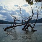 Watauga Lake