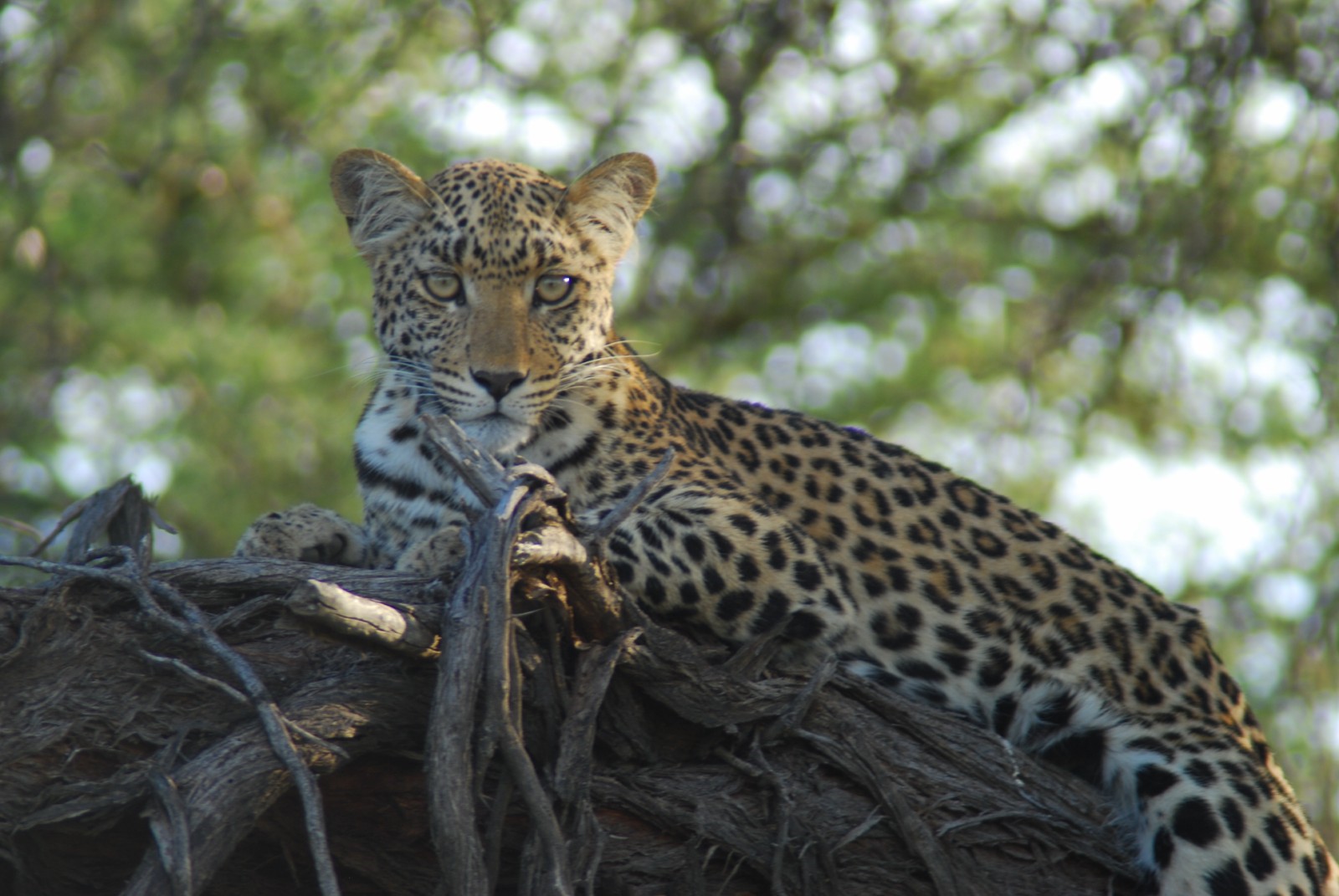 watch from tree