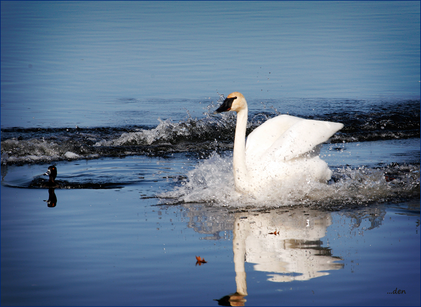 Watch-out Little Ducky.....